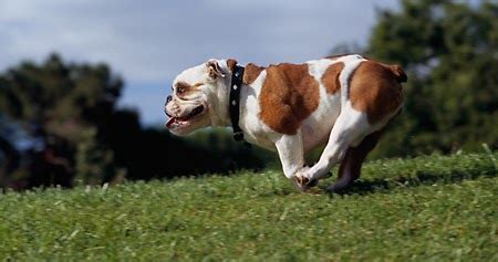Breaking it down, macro nutrient style. Bulldog Life: Top 5 Best Dog Foods For English Bulldogs