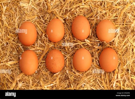 Eight Brown Chickens Eggs On A Bed Of Straw Stock Photo Alamy
