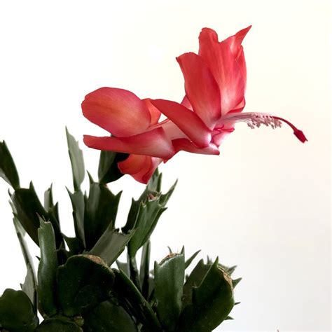 Epiphyllum anguliger blooms in late autumn or early winter. Succulents Safe For Cats; 5 Best Non-Toxic Succulents - My ...