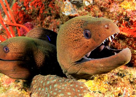 Marine Species Moray Eels Scuba Diver Life