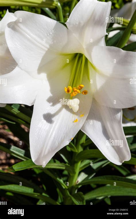 Easter Lily Lilium Longiflorum At Bellingrath Gardens Alabama In