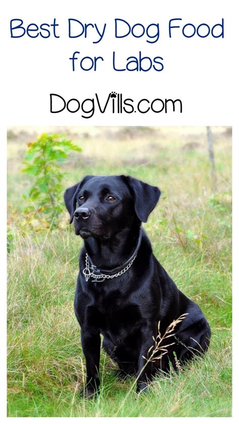 It is easier to transport and is cheaper than wet dog food. What is the Best Dry Dog Food for Labs?