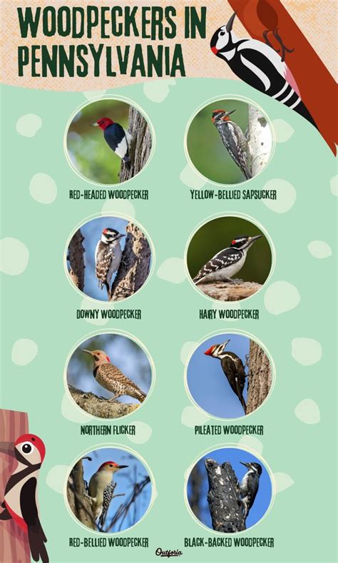 The 8 Stunning Woodpeckers In Pa Id Guide With Facts And Pics