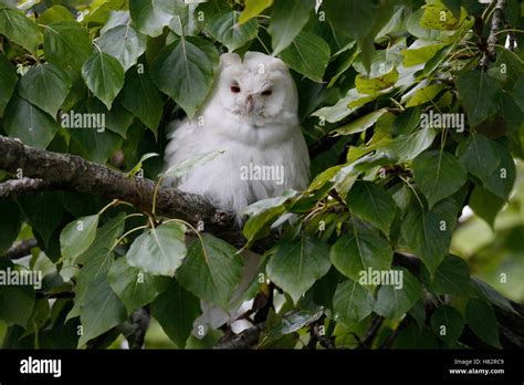 Long Eared Owl Asio Otus Albino Netherlands Stock Photo Alamy