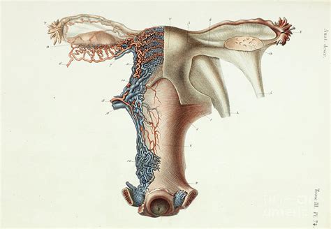Female Internal Illustration Of Female Internal Organs Photograph By