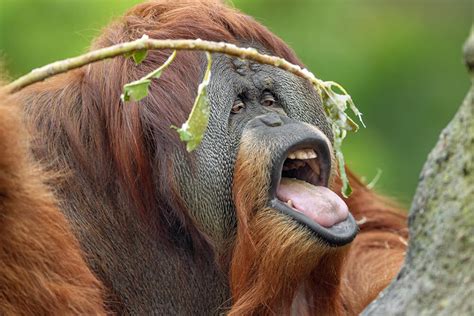 Orangutan San Diego Zoo Animals And Plants