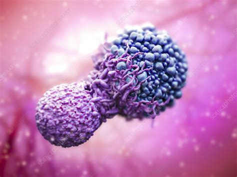 T Cell Attacking Cancer Cell Illustration Stock Image C0509422