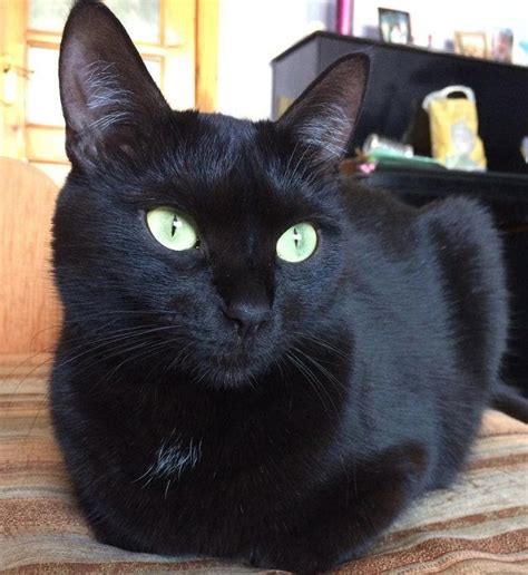 65 Names For Black Cats With Green Eyes Black Cat Pictures Cute