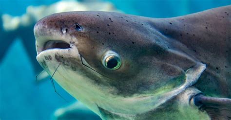 World Record Catfish Discover The Largest Catfish Ever Caught Az Animals
