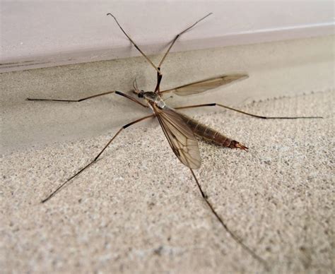Giant Mosquito Mosquito Eater Nope Its A Crane Fly News San
