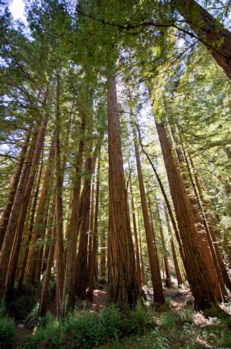 Redwood Forests Groups Fight To Preserve Rare Old Growth Trees In