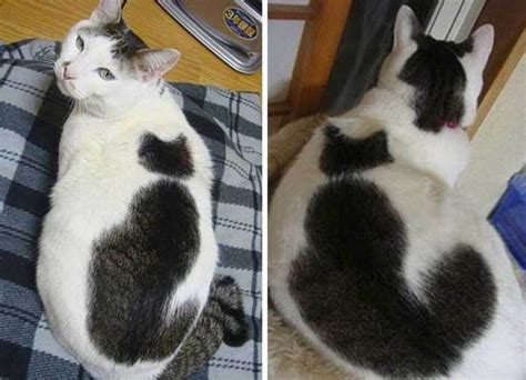 20 Cats With The Most Beautiful Coat Patterns In The World