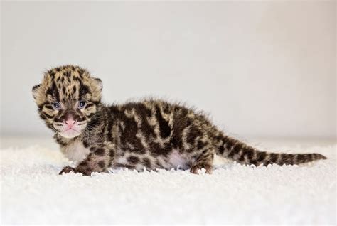 Two Clouded Leopards Born At Nashville Zoo Clouded Leopard Leopards