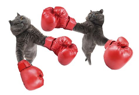 Funny Boxing Cats Photograph By Alexey Konovalenko Fine Art America