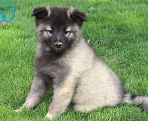 Lancaster puppies advertises puppies for sale in pa, as well as ohio, indiana, new york and other states. Keeshond Puppies For Sale | Puppy Adoption | Keystone Puppies