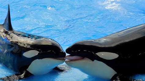 Orca Or Killer Whale Barbaras Hd Wallpapers