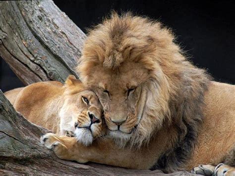 1920x1080px 1080p Free Download Lion Love Wild Lions Love