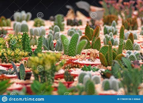 Veel Mini Groene Cactus Soorten In De Boerderij Van Cactus Waar