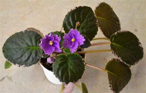 Table of contents african violet fertilizer growing a mini african violet from leaves Why Are My African Violet Leaves Curling Upwards or ...