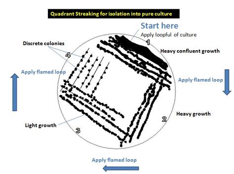 Streak Plate Method Principle Procedure Uses Microbe Online