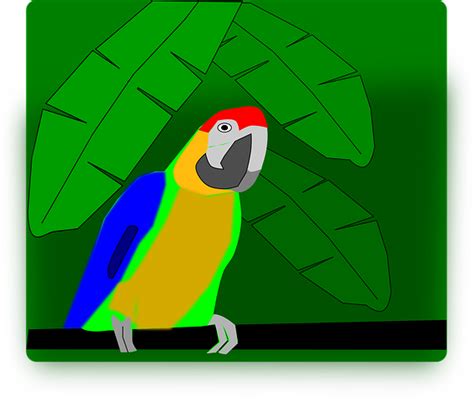 100 Free Parrot And Bird Vectors Pixabay