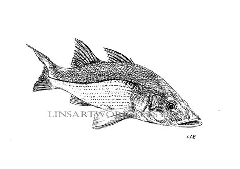 Downloadable Snook Fish Printpen And Ink Drawing Of A Snook Black And
