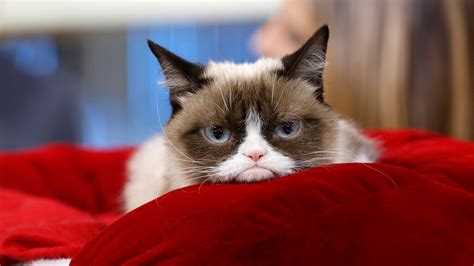 Grumpy Cat Internet Celebrity With A Piercing Look Of