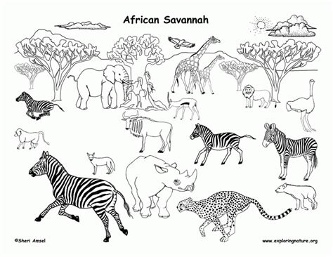 African Savannah Coloring72 Clip Art Library