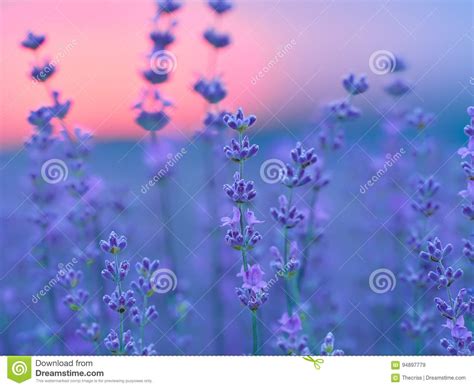 Lavender Field At Sunset Stock Image Image Of Beams 94897779