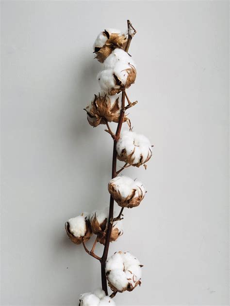 Dried Cotton Stem Threesistersfarm