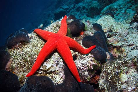 A Red Sea Star On The Ocean Floor Stock Photo Download Image Now Istock