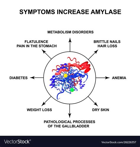 Symptoms Increased Amylase The Enzyme Amylase Vector Image