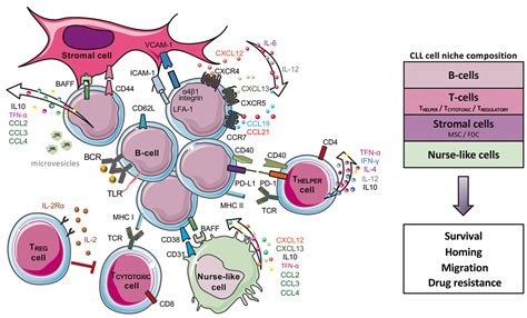 Chronic Lymphocytic Leukemia From Molecular Pathogenesis To Novel