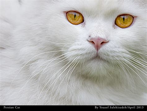 Persian Cat Yousef Salehizadeh Flickr
