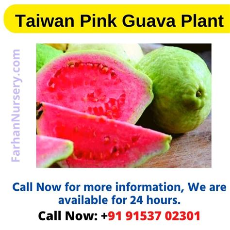 Taiwan Pink Guava Plant Best Plant Nursery In West Bengalkolkata