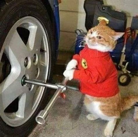 Cat Mechanic Ferrari Blank Template Imgflip