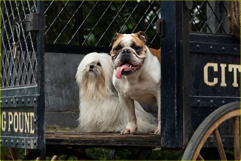 Full Sized Photo Of Disneys Live Action Lady And Tramp Gets New Trailer