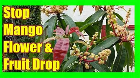 Prevent Mango Flower And Fruit Drop Mango Tree Care Youtube
