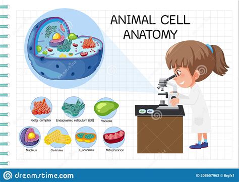 Anatomia Del Diagramma Di Biologia Delle Cellule Animali Illustrazione