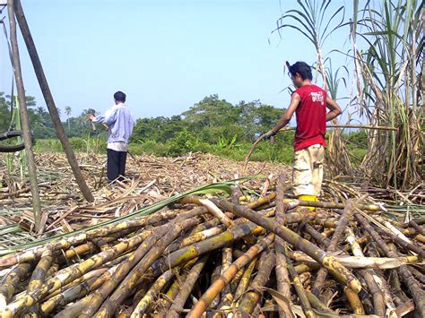 Coconut Island Resources Berbuka Puasa Di Kebun Tebu
