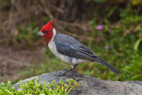 Red Crested Cardinal Paroaria Coronata Kanaha Pond State Flickr