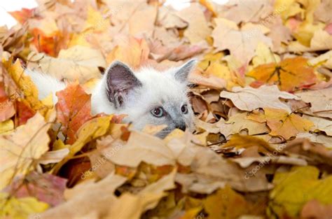 Cute Kitten Hiding In Leaves — Stock Photo © Eeitony 17155487