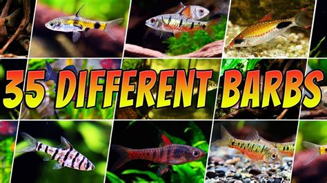 35 Different Types Of Barb Fish Rare And Common Aquarium Barbs List