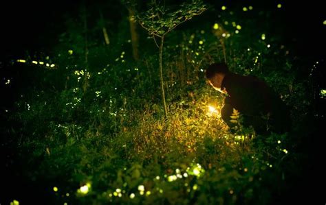 The Amazing Origins Of Firefly Inspired Led Lights Did You Know Science