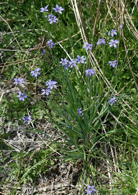 Sisyrinchium Demissum Stiff Blue Eyed Grass Dwarf Blue Eyed Grass