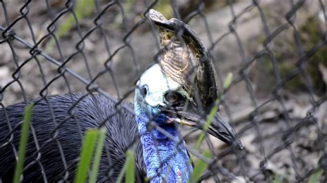 Cassowaries Keep Your Distance Youtube