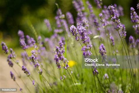 Latar Belakang Ungu Bunga Alam Bunga Padang Rumput Lavender Sedang