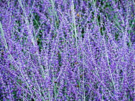 Russian Sage Vs Lavender Whats The Difference Northern Nester