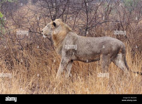 Young Male Lion Stalking Prey Stock Photo Alamy