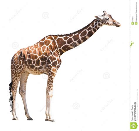 Giraffe Cutout Royalty Free Stock Photos - Image: 944958